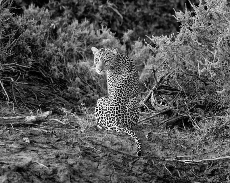 Leopard Head Back