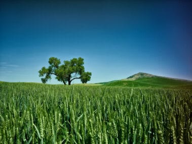 Palouse Grain & Tree